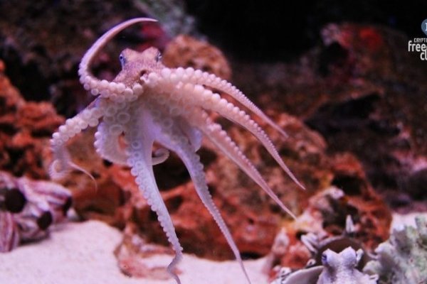 Kraken 19 at